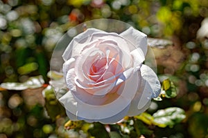 Hybrid Tea rose Francis Meilland light pink bloom in garden in soft sunlight. Bokeh