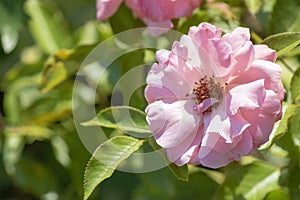 Close-up of the Rosa gallica plant. In pink photo