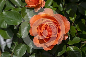 Close Up Rosa Orange Meilove At Amsterdam The Netherlands 2-6-2022