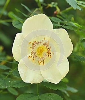 Close-up of rosa spinosissima var. altaica
