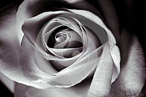Close-up from a rose in black and white