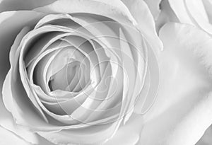 Close up of a rose in black and white