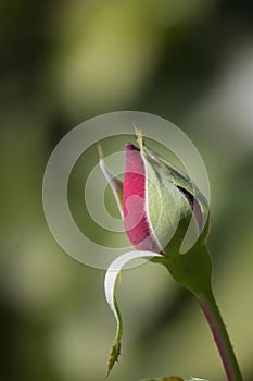 Close-up of a rose bud on a green background with bokeh