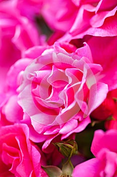 Close-up of Rose bush