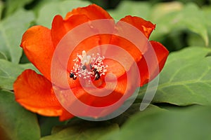 Close up Rose cactus flower blooming.