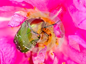 Close up rose chafer golden green beetle on a rose flower