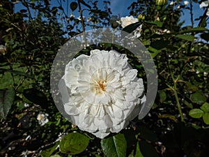 Close-up of the rose flowering with full white flowers with frilly petals in the garden in summer