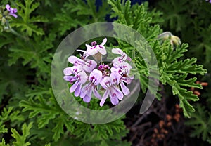 Close up of Rose Geranium Pelargonium Graveolens flower