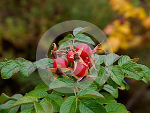 Close-up Rose Hips, fruits of Rugosa Rose (Rosa Rugosa) in garden.