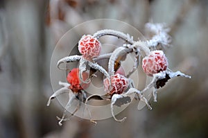 Close-up of rose hips with hoar frost