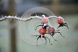 Close-up of rose hips with hoar frost