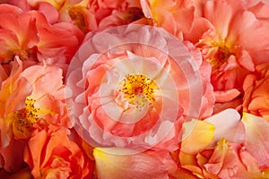 Close up of rose leaves