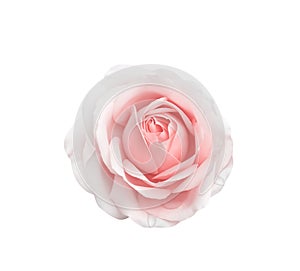 Rose light pink flower with water drops isolated on white background top view for Valentine day or wedding , clipping path