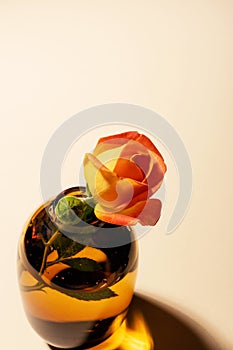 Close-up rose in little glass vase on beige background with hard long shadow