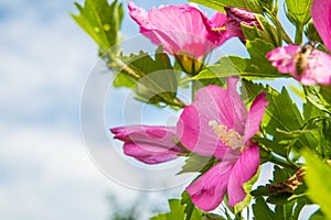 Close up of a rose mallow photo