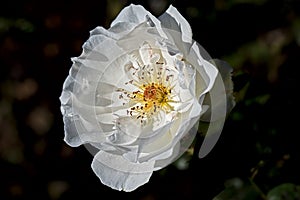 Close up of a rose named Iceberg, snow white or FÃ©e de Neiges