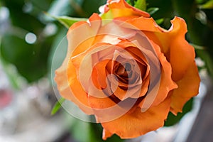 A close up of a rose with open space to the left