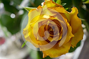 A close up of a rose with open space to the left