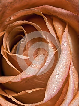 close up of rose peach fuzz color with water droplets, vertical image