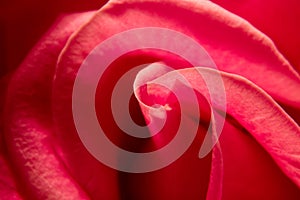 Close up of a rose petals