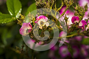 Close-up rose plant with pink flower infected by many green aphids