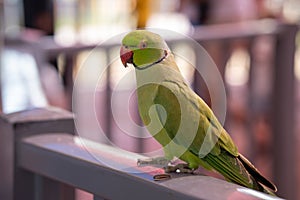 A close up of a Rose-Ringed Parakeet Psittacula krameri on railing