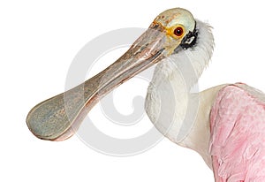 Close-up on a Roseate Spoonbill beak, Platalea ajaja, Isolated on white