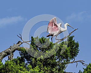 Close up of a Roseate Spoonbill in a Cypress Treetop