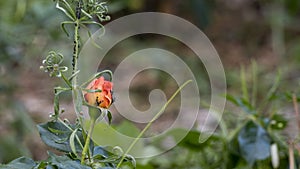 Close-up of a rosebush, red, orange, colonized by aphids, in spring