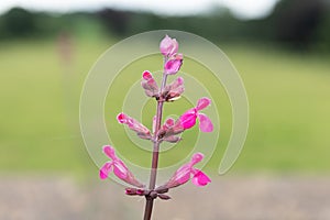 Roseleaf sage salvia involucrata flowers photo