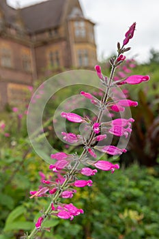 Roseleaf sage salvia involucrata flowers photo