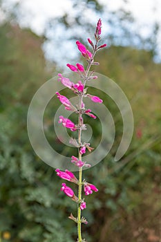 Roseleaf sage salvia involucrata flowers photo