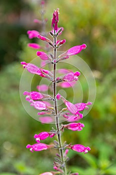 Roseleaf sage salvia involucrata flowers photo