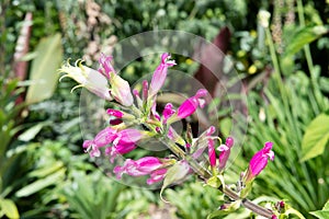 Roseleaf sage salvia involucrata flowers photo