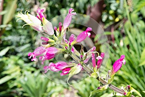 Roseleaf sage salvia involucrata flowers photo