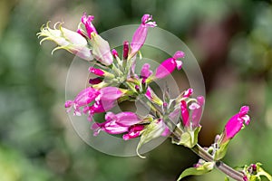 Roseleaf sage salvia involucrata flowers photo