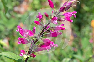 Roseleaf sage salvia involucrata flowers photo