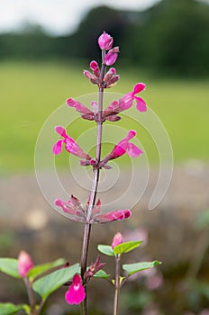 Roseleaf sage salvia involucrata flowers photo