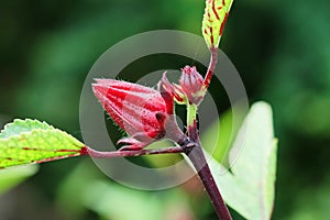 Close up Roselle fruits (Hibiscus sabdariffa L. ), Thailand