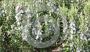 Close up of rosemary herb bush in garden setting