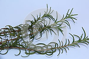 Close-up of rosemary isolated on white