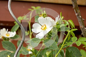 Close-up of roses, Rosa multiflora, also called multi-flowered rose, panicle rose or also polyantha rose, is a species of the rose photo