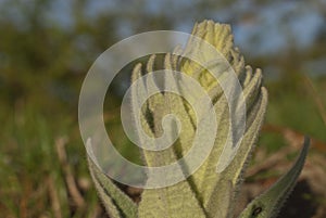 Close up of rosette of Greater Mullein comprising hairy leaves, Ooty, India.