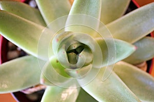 Close up on Rosette of Star Shaped Succulent Plant