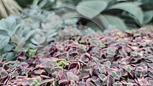 Close up of rosetted echeveria, Succulents in desert botanical garden with sand stone pebbles background