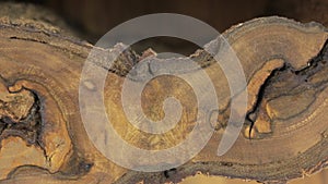 Close-up, the rotation of a beautiful walnut texture. Cracks, emptiness, bark
