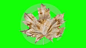 Close-up rotation maple leaf covered by drops of water. Leaf gold color isolated on green background. 3d 4K