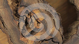 Close-up of the rotation of a very unusual texture of walnut wood. Emptiness, holes, cracks.