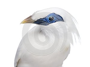 Close-up of a Rothschild's Swift - Cypseloides rothschildi