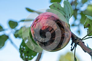 Close-up of rotten apple with dark spots on tree branch